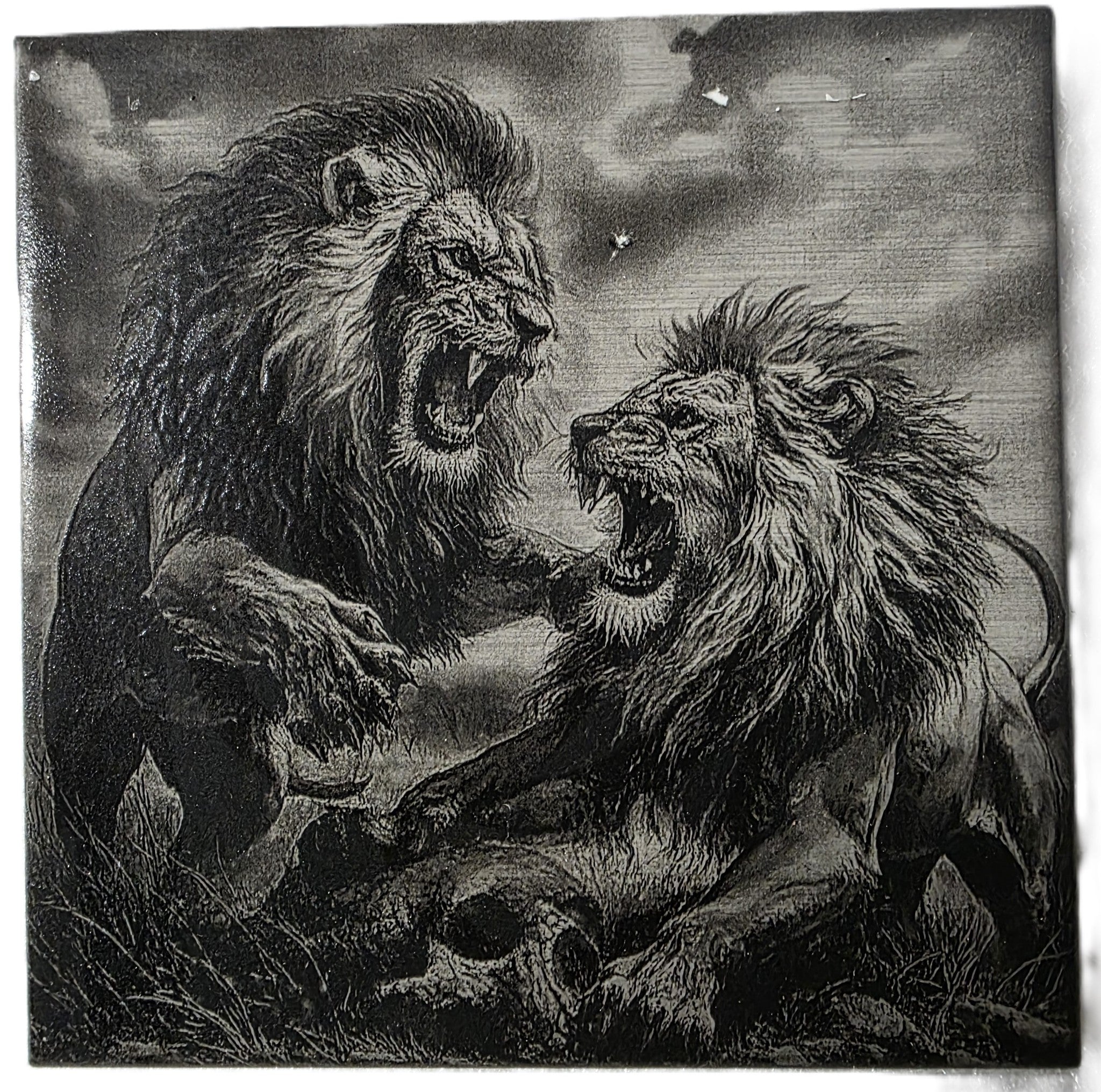 🦁 'Duel of Dominance'